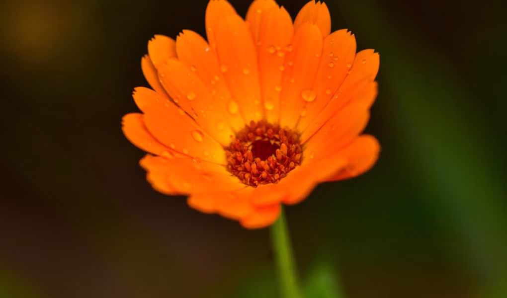 Calendula