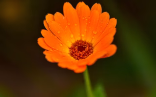 Calendula
