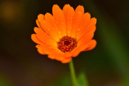 Calendula