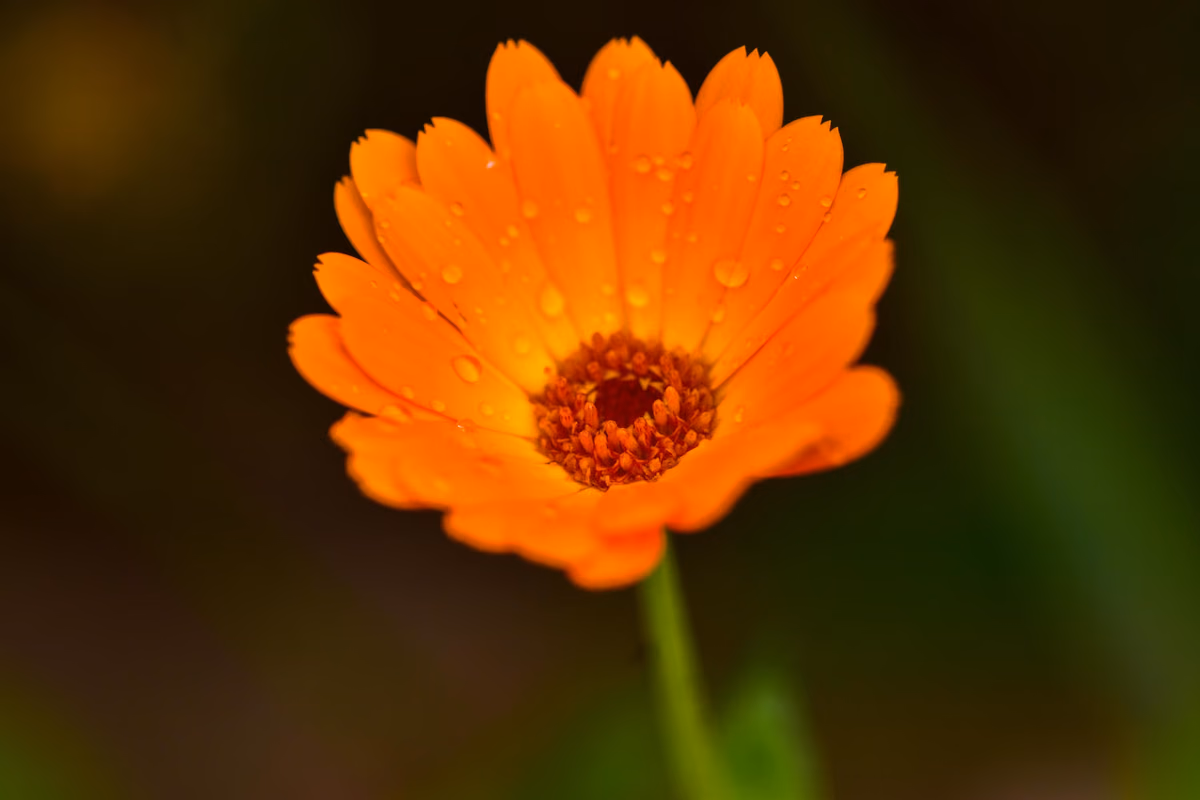Calendula