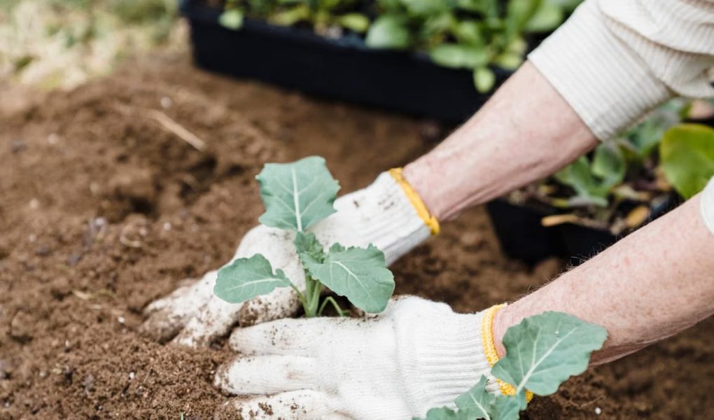 Loisirs créatifs : le jardinage comme art de vivre
