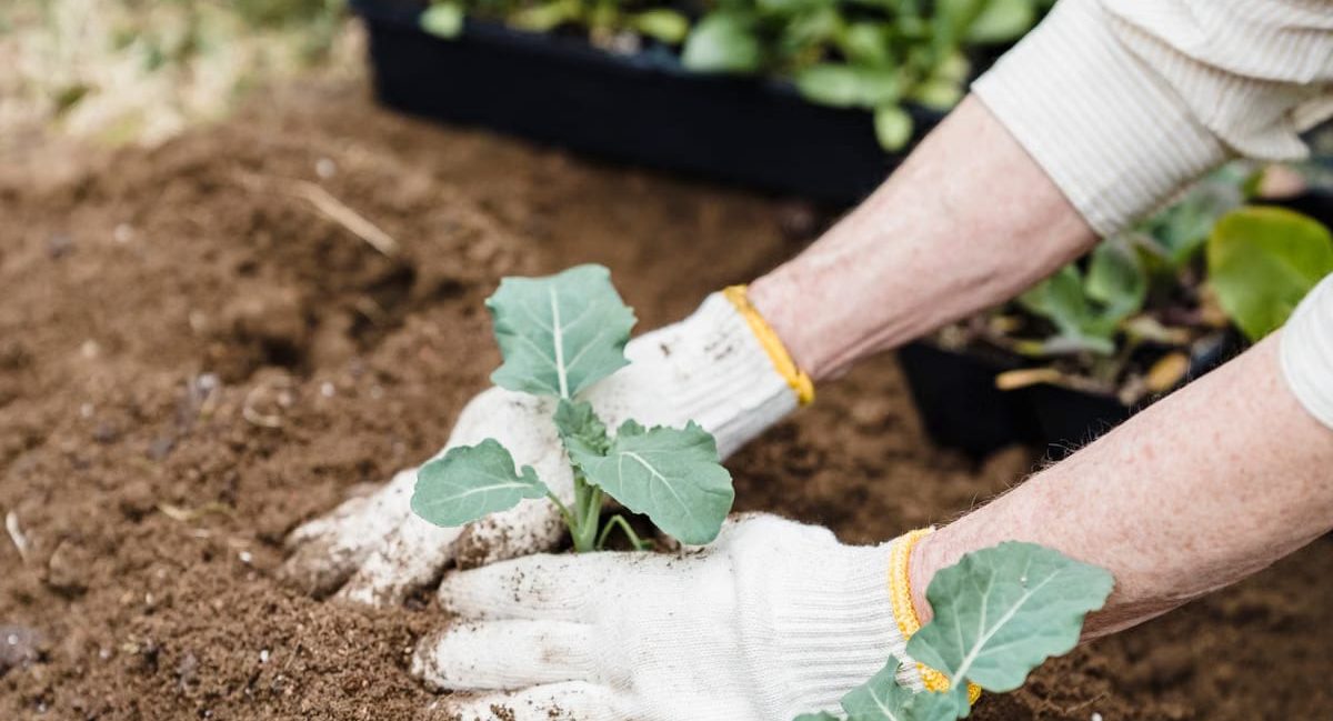 Loisirs créatifs : le jardinage comme art de vivre
