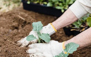 Loisirs créatifs : le jardinage comme art de vivre