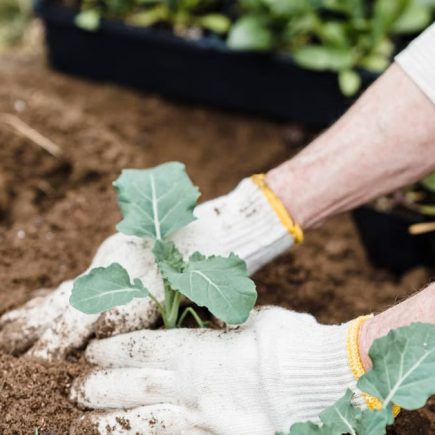 Loisirs créatifs : le jardinage comme art de vivre