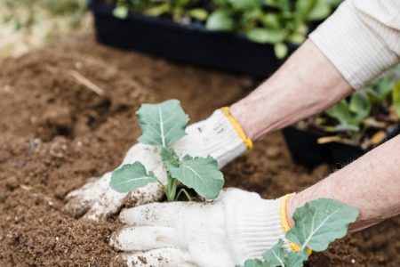 Loisirs créatifs : le jardinage comme art de vivre